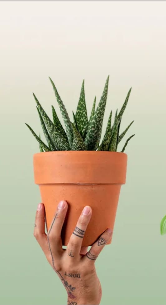 Maceta de barro con un aloe vera, sujetada a mano en el vivero Botanie